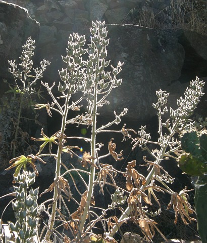 Delphinium staphisagria