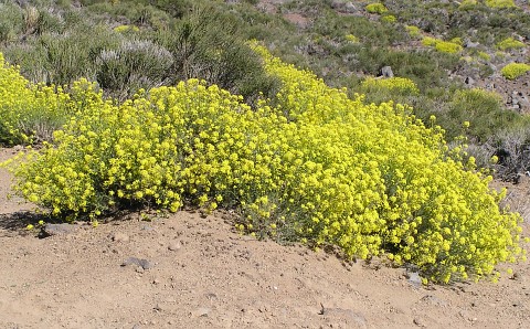 Descurainia bourgeauana