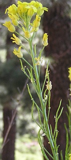 Inflorescencia de Descurainia lemsii