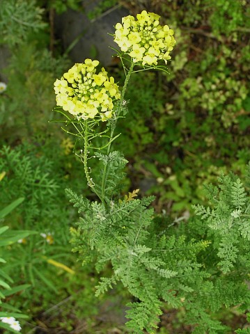 Descurainia millefolia