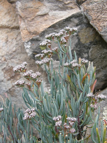 Dicheranthus plocamoides