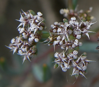 Dicheranthus plocamoides