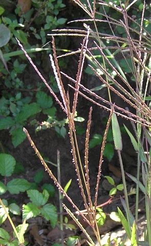 Digitaria sanguinalis