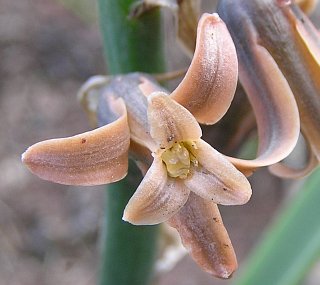 Flor de Dipcadi serotinum