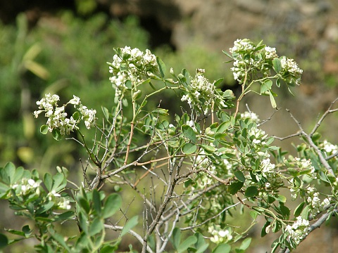 Dorycnium broussonetii