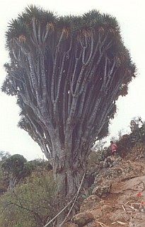 Dracaena draco