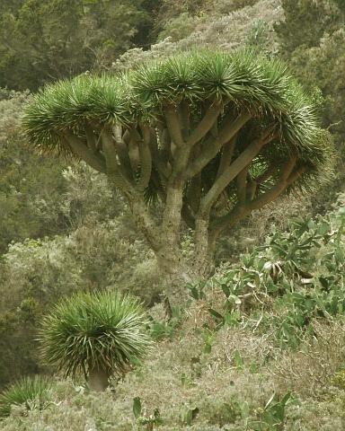 Dracaena draco