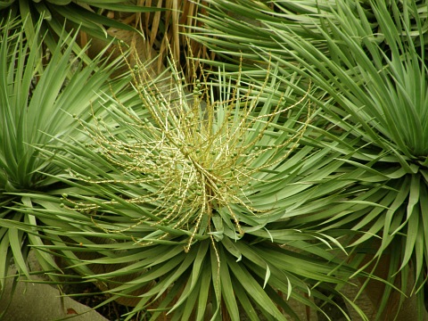 Dracaena draco