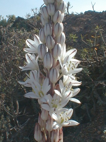 Drimia maritima