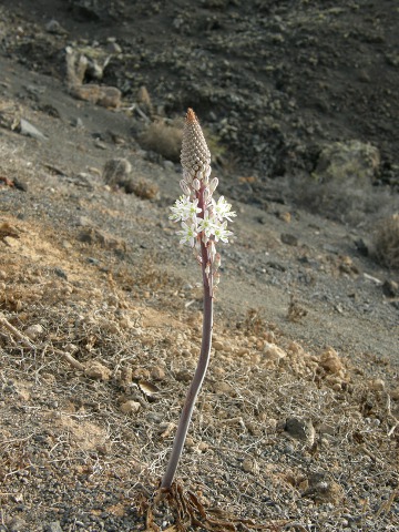 Drimia maritima