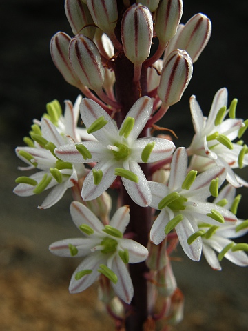 Drimia maritima