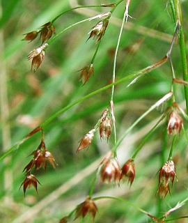 Ebingeria elegans