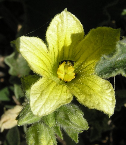 Flor de Ecballium elaterium