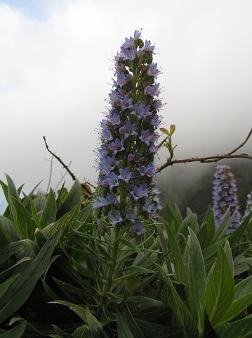 Inflorescencia de Echium acanthocarpum