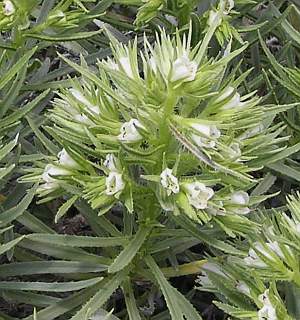 Echium aculeatum