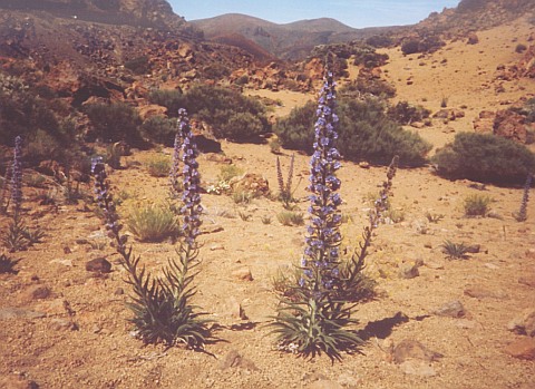 Echium auberianum