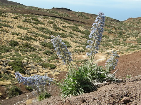 Echium auberianum