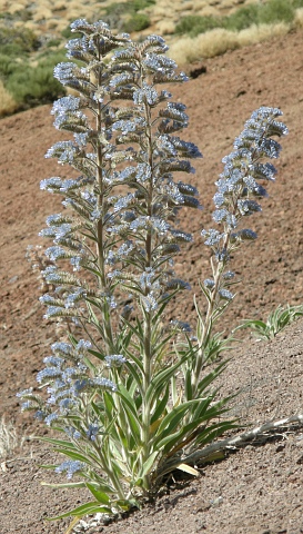 Echium auberianum