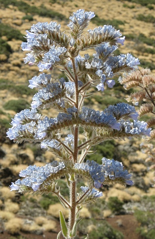 Inflorescencia de Echium auberianum