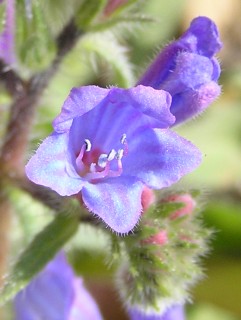 Echium bonnetii