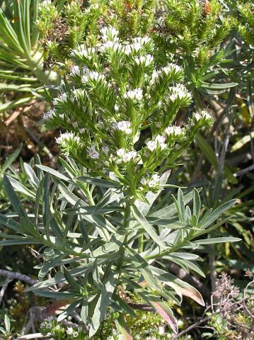 Echium brevirame