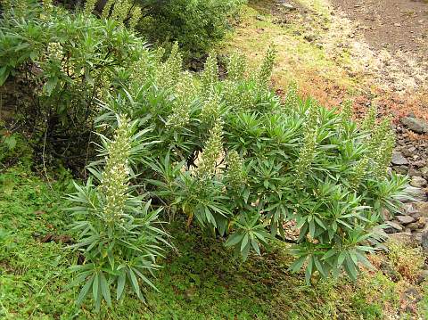 Echium callithyrsum