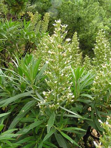 Echium callithyrsum