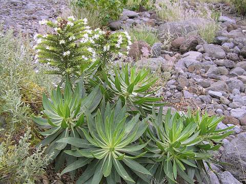 Echium decaisnei