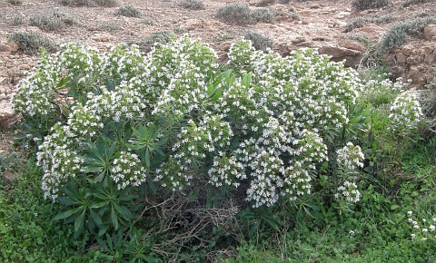 Echium decaisnei ssp.purpuriense