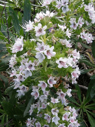 Echium decaisnei ssp.purpuriense