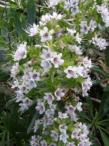 Echium decaisnei ssp.purpuriense