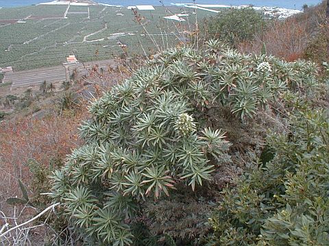 Echium giganteum