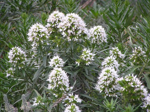 Echium giganteum
