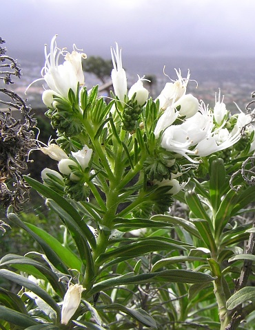 Echium giganteum