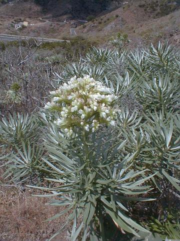 Echium leucophaeum