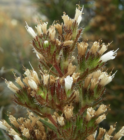 Echium onosmifolium ssp.onosmifolium