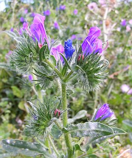 Echium plantagineum