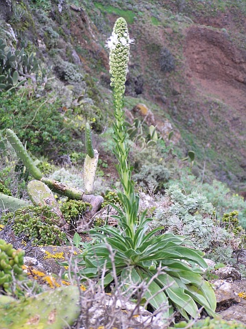 Echium simplex