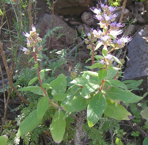 Echium strictum