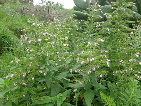 Echium strictum