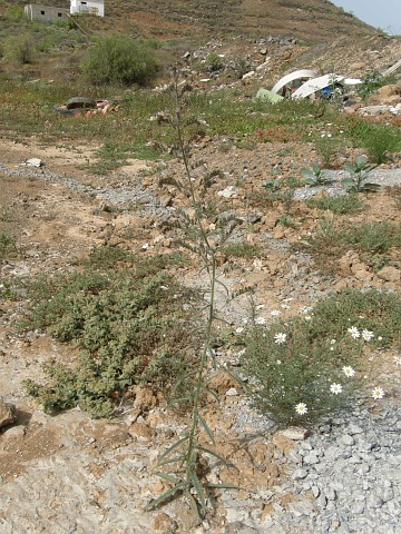 Echium triste ssp. nivariense