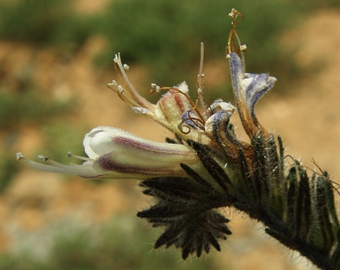 Echium triste ssp. nivariense