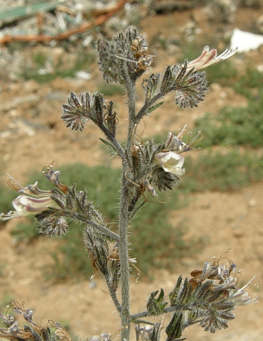 Echium triste ssp. nivariense