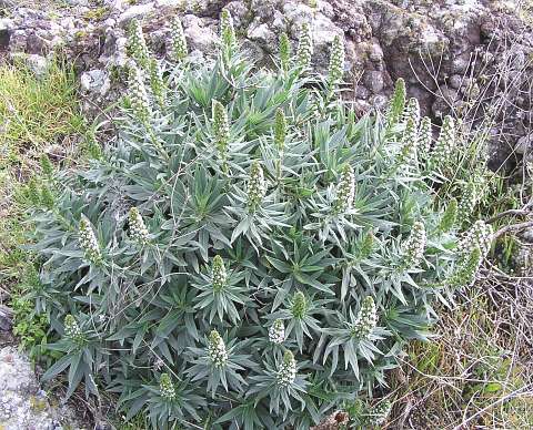 Echium virescens