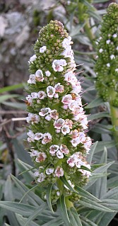 Echium virescens