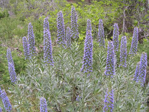 Echium webbii