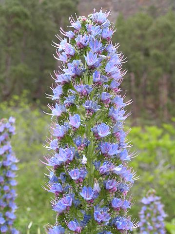 Inflorescencia de Echium webbii