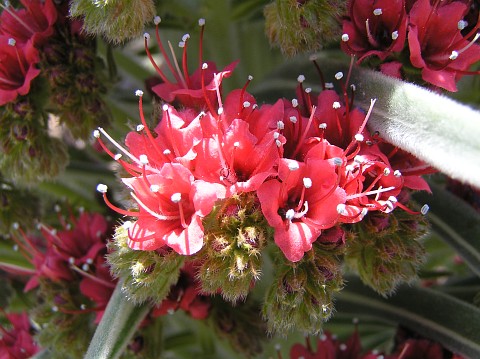 Flores de Echium wildpretii
