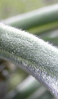 Superficie foliar de Echium wildpretii