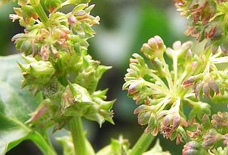 Flores y frutos de Emex spinosa